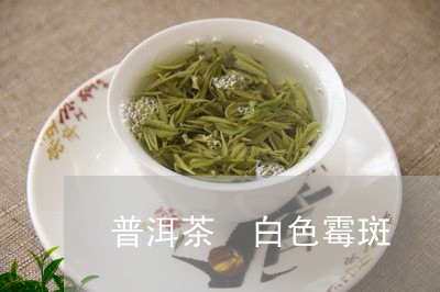 普洱茶 白色霉斑/2023041068504